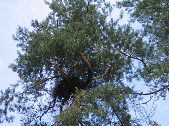 n_53_kö_J 89_bussard-horst.jpg